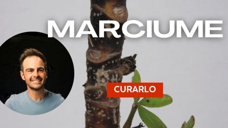 Il Colletto di una Pianta: Importanza e Cura