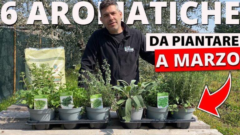 Piante da Evitare Accanto al Rosmarino
