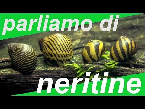 Le Lumache: Un Rimedio Naturale per il Benessere Digestivo