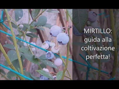 Vendita di Piante di Mirtillo: Guida all’Acquisto e alla Coltivazione