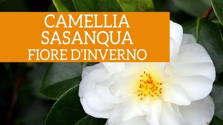 Fioritura Invernale delle Camelie: Guida e Curiosità