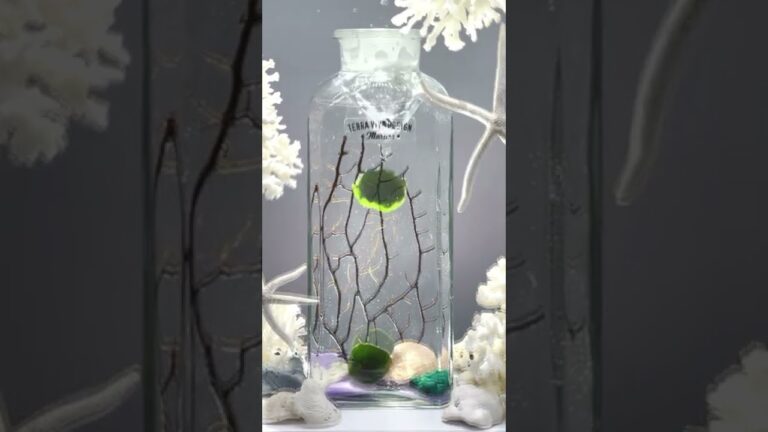 La Magia del Marimo: Storia e Cura di una Pianta Unica