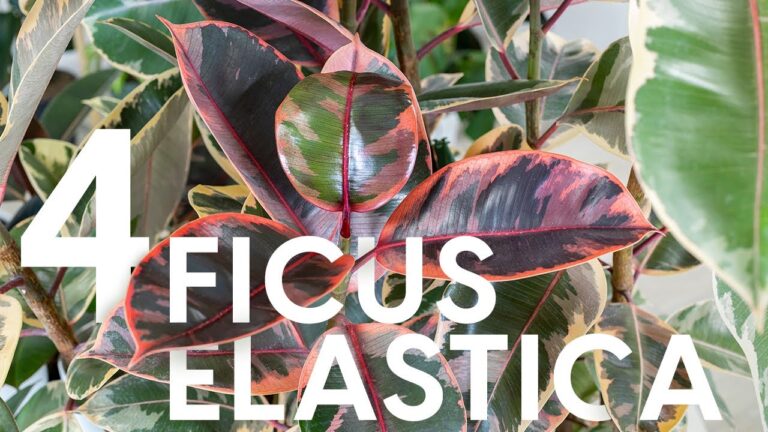Ficus Tipi: Guida alla Cura e Coltivazione