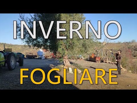 Trattamenti Invernali per Olivi: Guida Essenziale