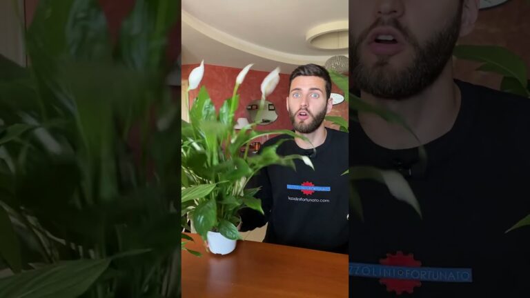 Piante da Interno con Fiori Bianchi: Bellezza e Stile