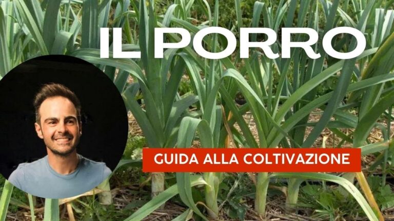 Guida Pratica alla Coltivazione dei Porri