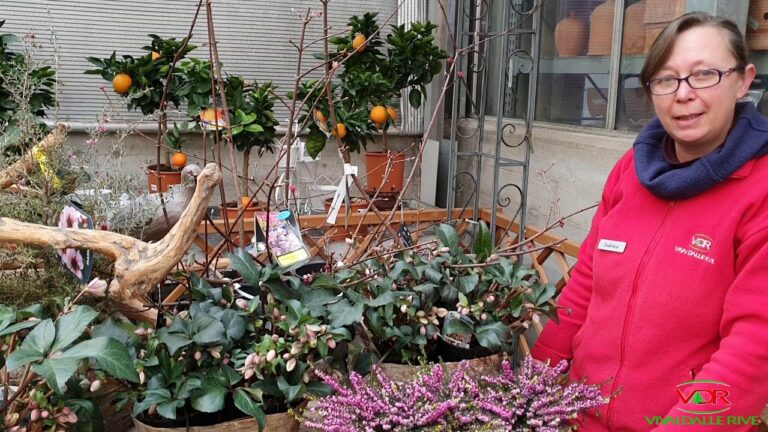 Guida alle Piante Invernali da Esterno