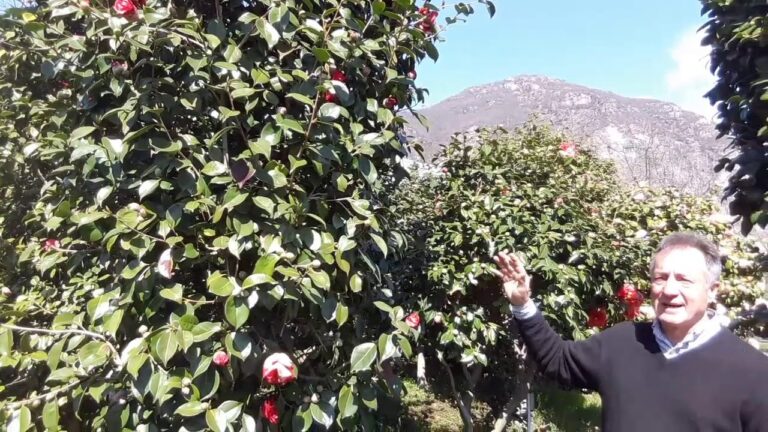 Abbellire il Giardino con AiUole di Azalee