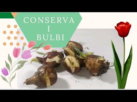 Lasciare i Bulbi di Tulipano nel Terreno: &Egrave; Possibile?