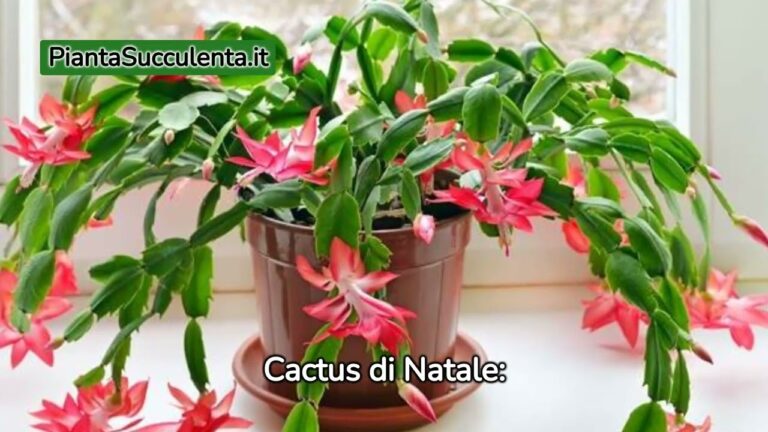 Fioritura di Piccole Piante con Fiori Rossi