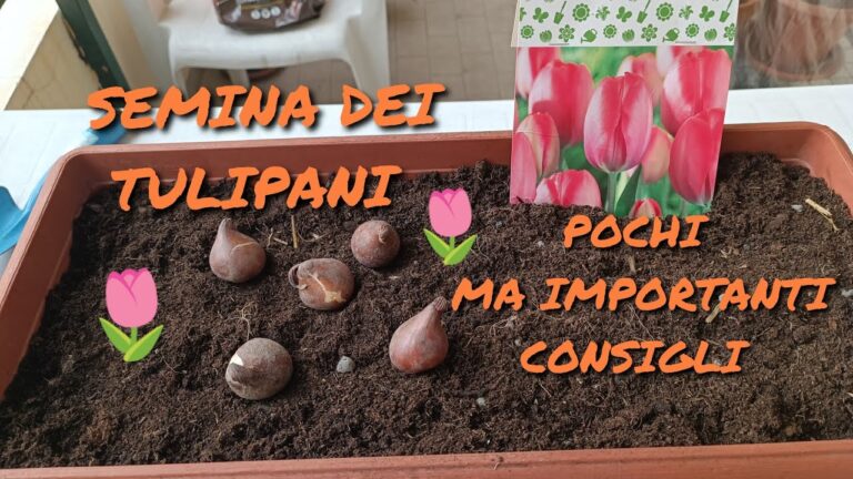 Seme di Tulipano: Guida alla Coltivazione e Cura