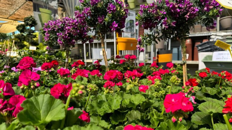 Piante da Giardino con Fiori Rosa: Guida alla Scelta e Cura
