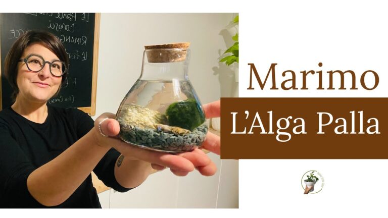 Marimo: La Pianta Acquatica che Trasforma il Tuo Acquario