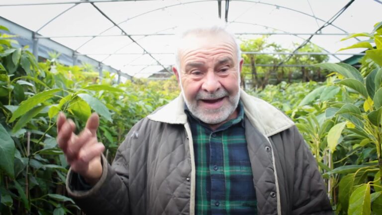 Coltivazione dell’Avocado in Sicilia: Tecniche e Vantaggi