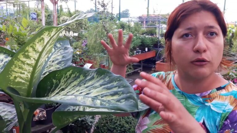 Fioritura della Dieffenbachia: Guida alla Cura e alla Crescita