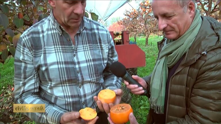 Cachi Mela: Guida alla Vendita di Piante e Varietà Spettacolari