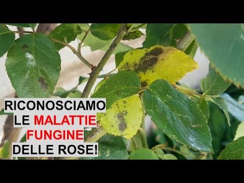 Rimedi Naturali per le Malattie delle Rose