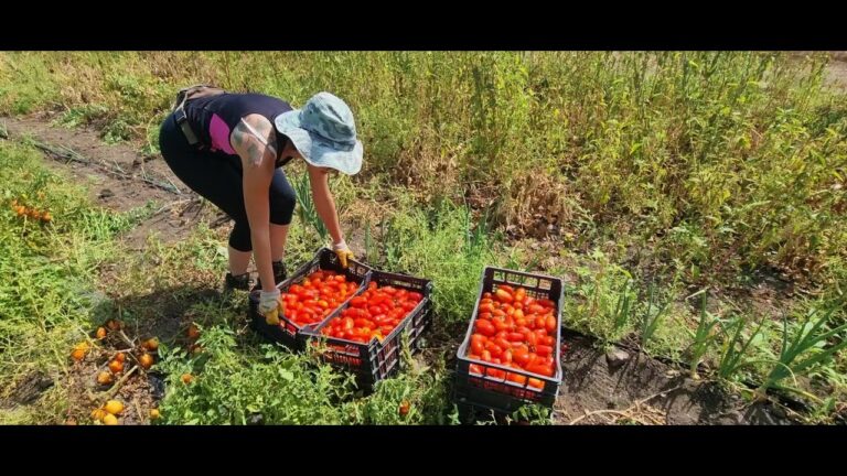 Distanza Ideale per la Coltivazione dei Pomodori San Marzano