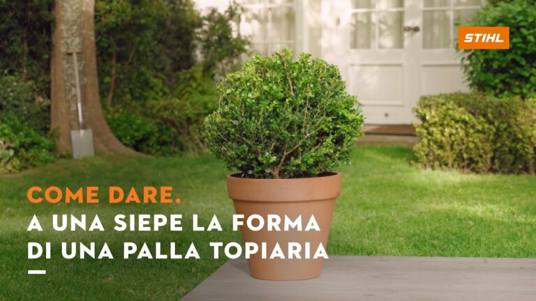Prezzi del Ligustro a Palla: Guida all’Acquisto