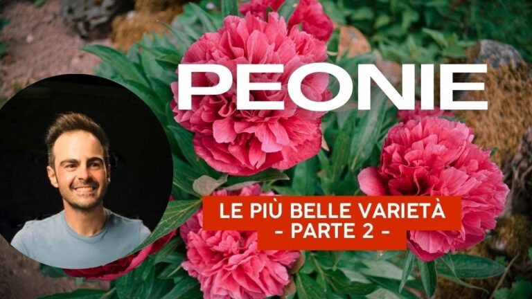 Fiori Simili alla Peonia: Guida alle Varietà e Coltivazione
