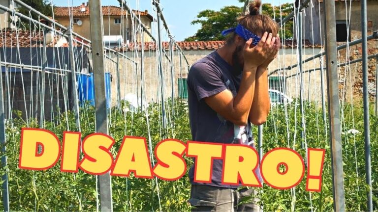 Trattamento dei Pomodori dopo la Pioggia: Strategie Efficaci