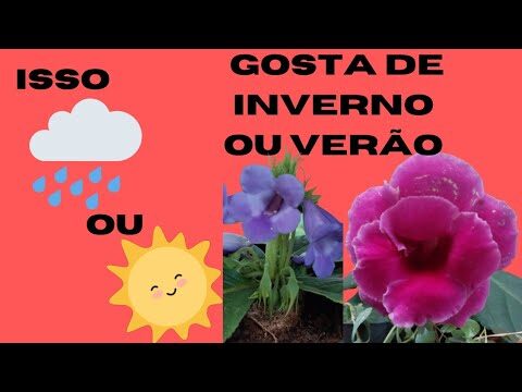 Gloxinia Inverno: Guida alla Cura e Coltivazione