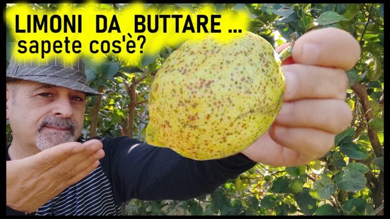 Guida alla Lotta Contro la Cocciniglia Rossa Forte