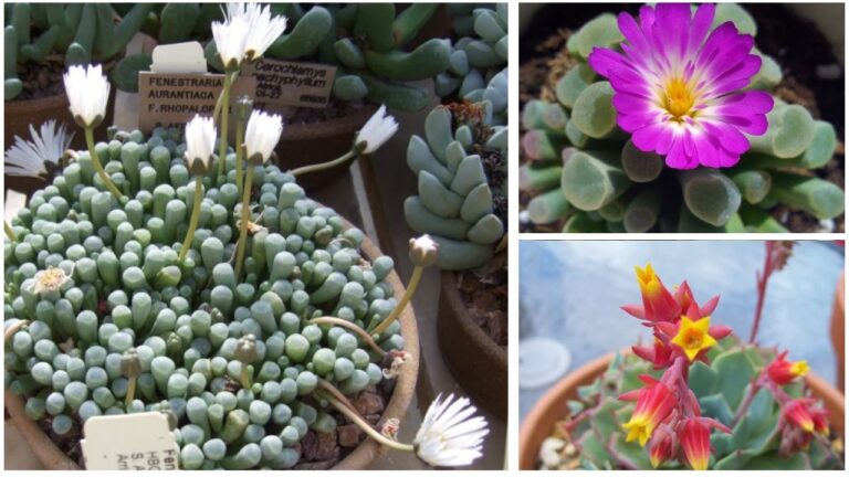 Piantine Grasse con Fiori Colorati: Guida alla Scelta e Cura