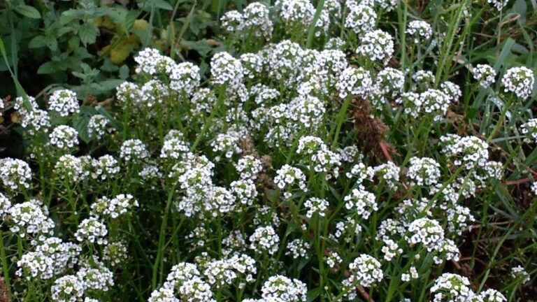 Guida all’Esposizione della Lobularia: Consigli per una Fioritura Rigogliosa