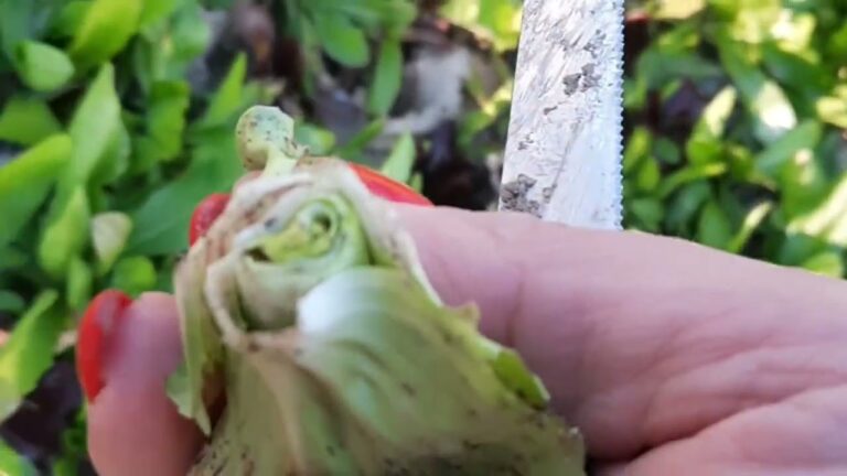 Guida Pratica alla Coltivazione del Radicchio da Taglio