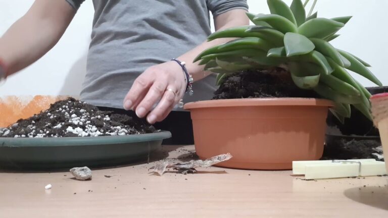 Echeveria Agavoides: Guida alla Fioritura e Cura