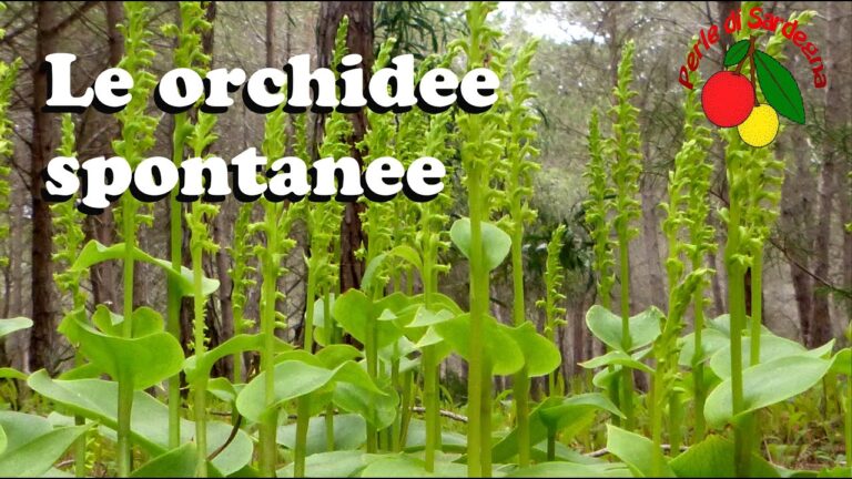 L’orchidea Phalaenopsis nel suo habitat naturale
