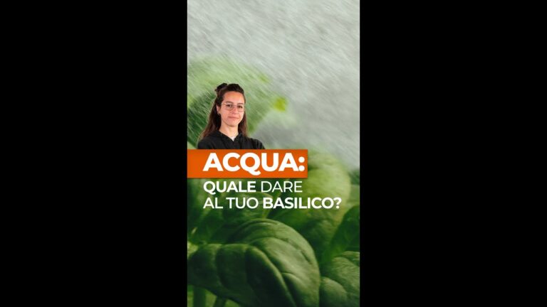 Quanto Bagnare il Basilico: Guida Pratica alla Cura della Pianta