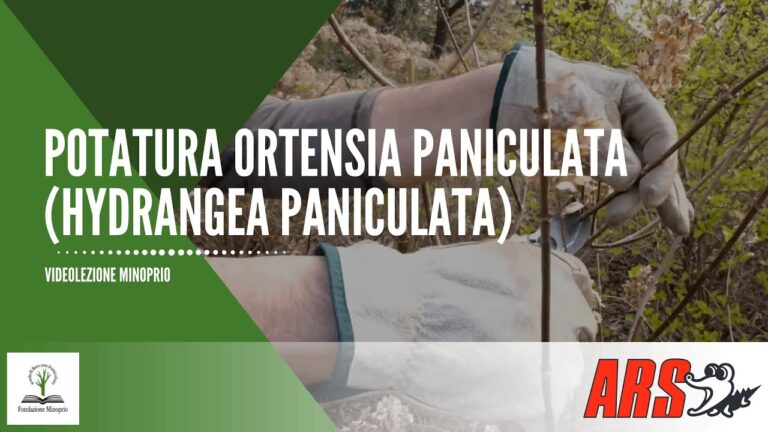 Guida all’Esposizione dell’Ortensia Paniculata