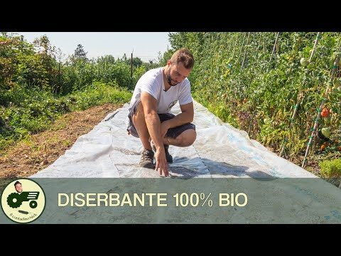 Sirtaki Diserbo: La Magia del Ballo Greco