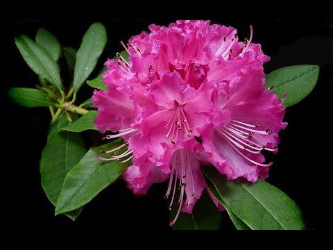 Rimedi per il Rododendro Sofferente