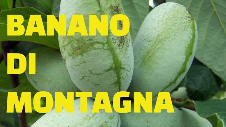 Il Gusto Unico del Banano di Montagna