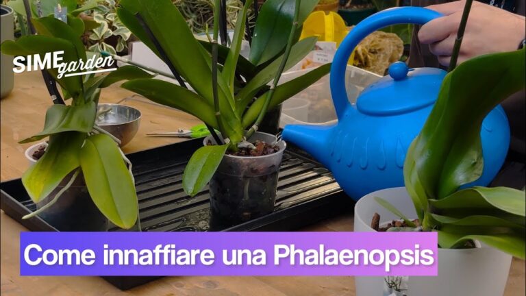 Orchidee: Guida all’Irrigazione Corretta