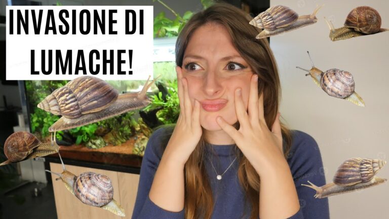 Le Lumache: Carne o Pesce?