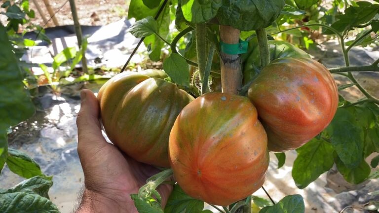 Pomodori Patataro: Il Tesoro del Giardinaggio Italiano