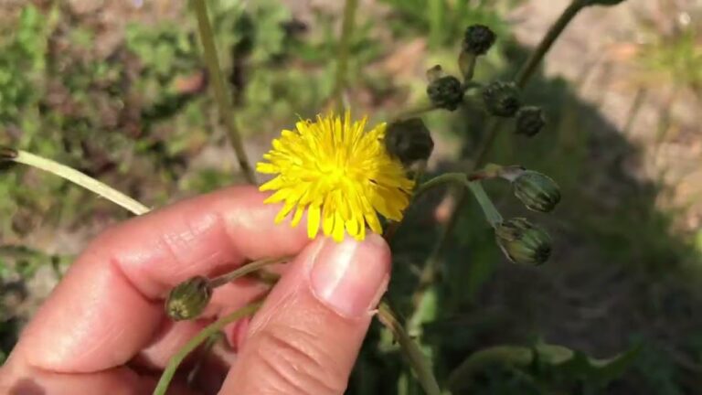 Cicoria: Scopri i Benefici dei Fiori Gialli