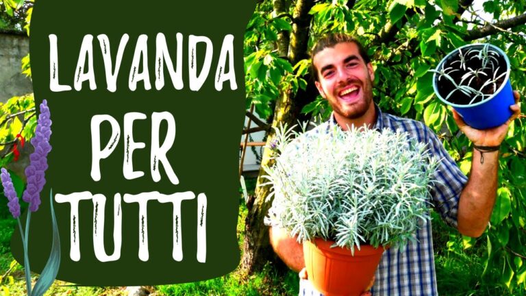 Guida alla Coltivazione delle Piantine di Lavanda