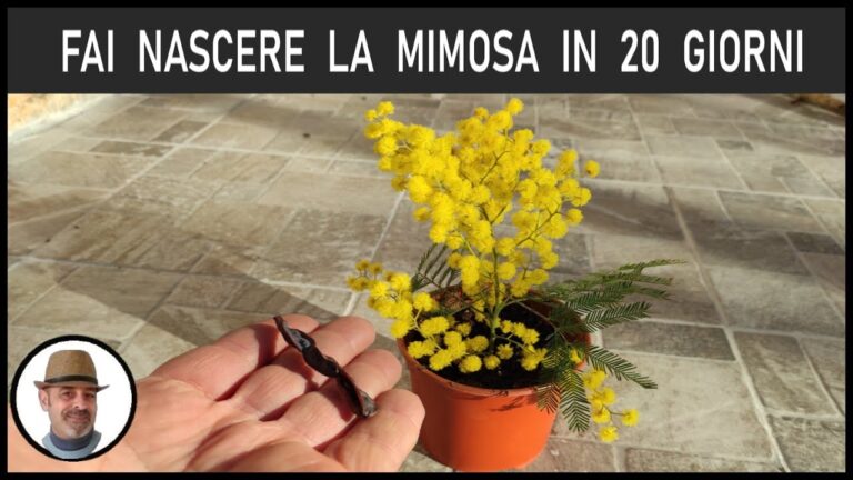 Scopri i Meravigliosi Campi di Mimose