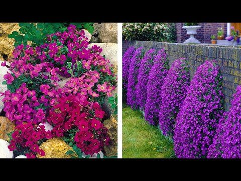 Aubretia Cruciferae: Bellezza e Coltivazione della Piante Primaverili
