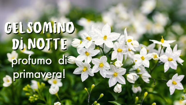 Gelsomino: Scopri il Nome Scientifico e le Sue Caratteristiche