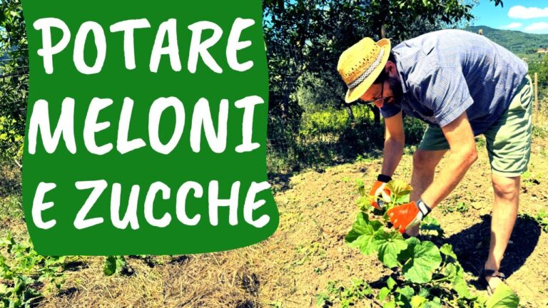 La Foglia della Pianta di Melone: Cura e Benefici