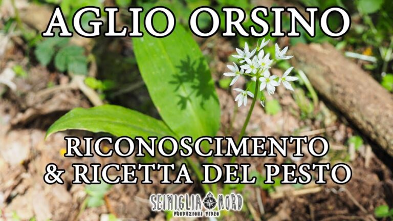 Aglio Verde Tossico: Rischi e Precauzioni da Conoscere