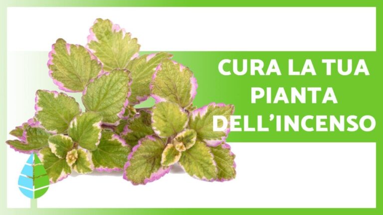 Usi dell’Incenso in Cucina: Proprietà e Benefici