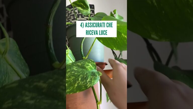 Scopri le Foto delle Piante con Foglie Gialle