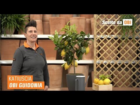 Offerte Imperdibili per Piante di Limoni